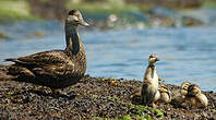 Canard noir