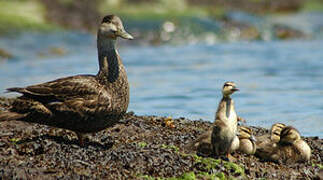 Canard noir