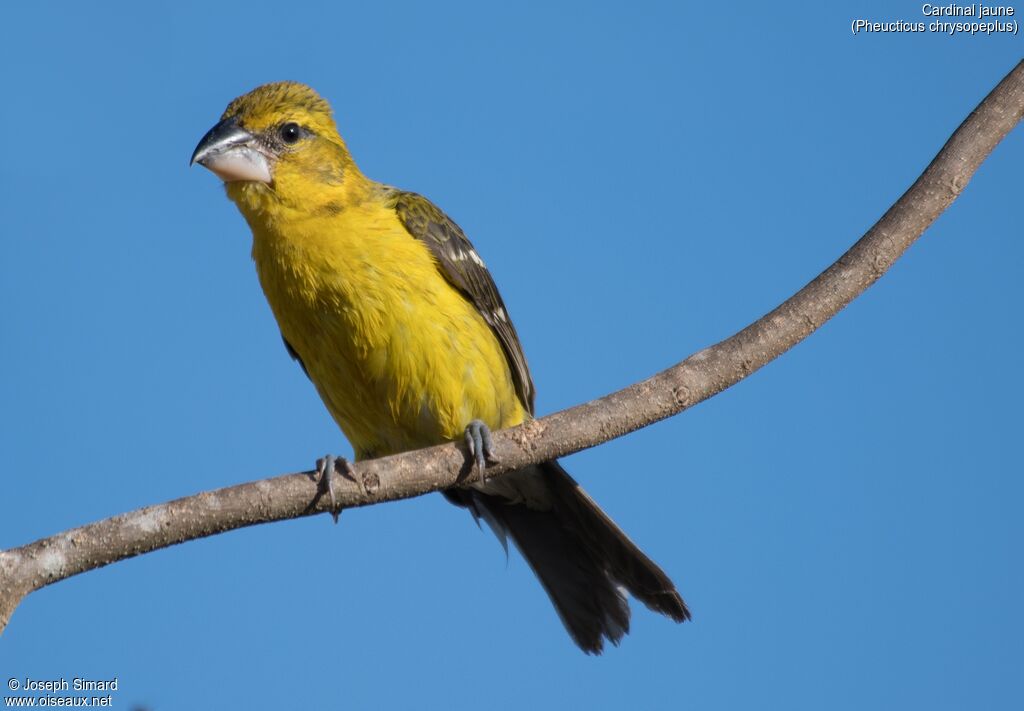 Yellow Grosbeak