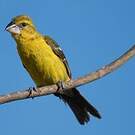 Cardinal jaune
