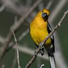 Cardinal jaune