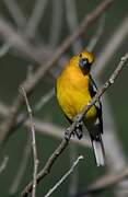 Yellow Grosbeak