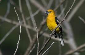 Yellow Grosbeak