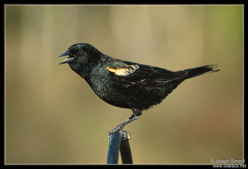 Red-winged Blackbird male