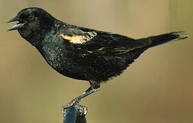 Red-winged Blackbird