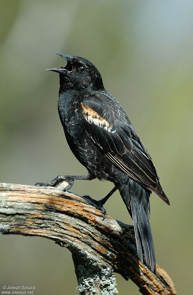 Red-winged Blackbird male