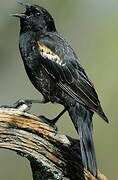 Red-winged Blackbird