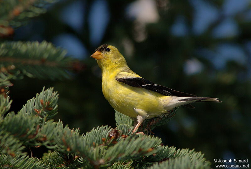 Chardonneret jaune