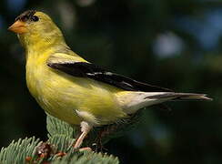 American Goldfinch