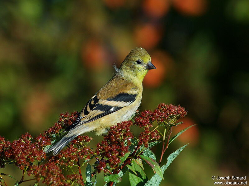 Chardonneret jaune