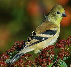 Chardonneret jaune