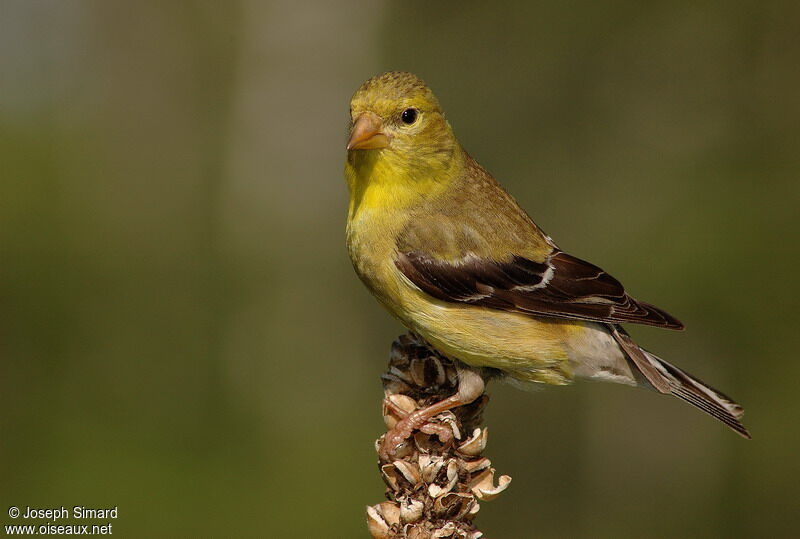 Chardonneret jaune