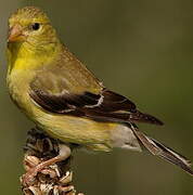 Chardonneret jaune