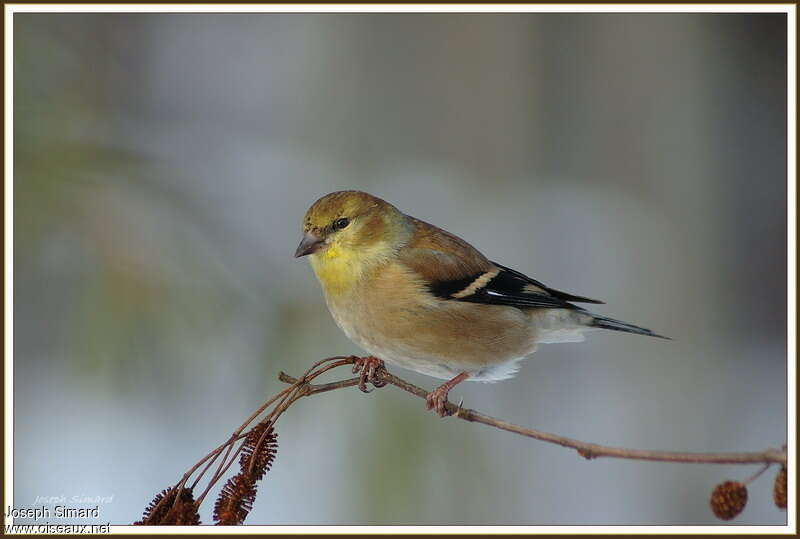 Chardonneret jaune femelle 1ère année, identification