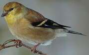 Chardonneret jaune