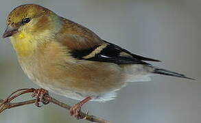 Chardonneret jaune