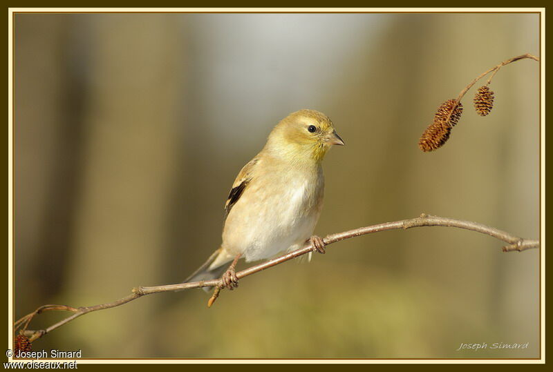 American Goldfinch