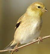 American Goldfinch