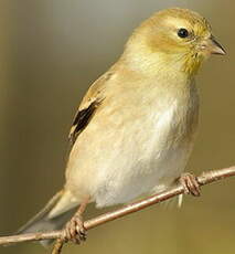 Chardonneret jaune