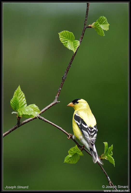 Chardonneret jaune mâle adulte