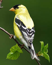 Chardonneret jaune