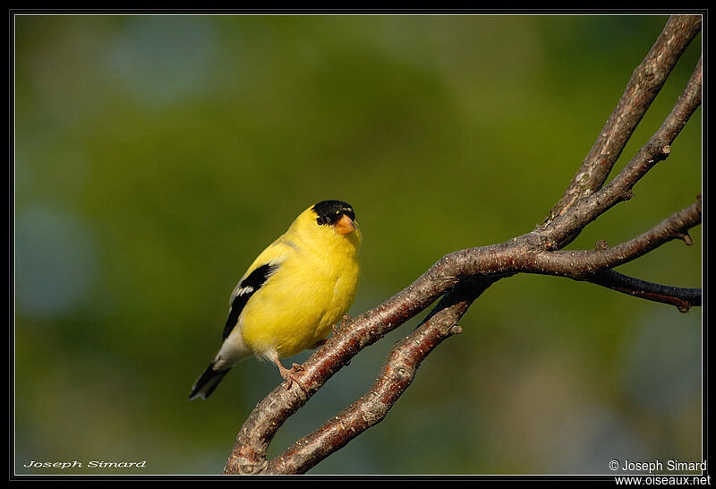 Chardonneret jaune mâle adulte