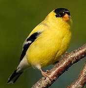 American Goldfinch