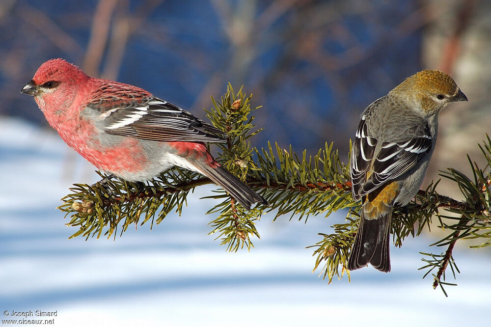 Pine Grosbeak adult post breeding