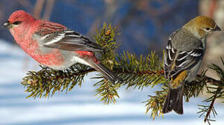 Pine Grosbeak