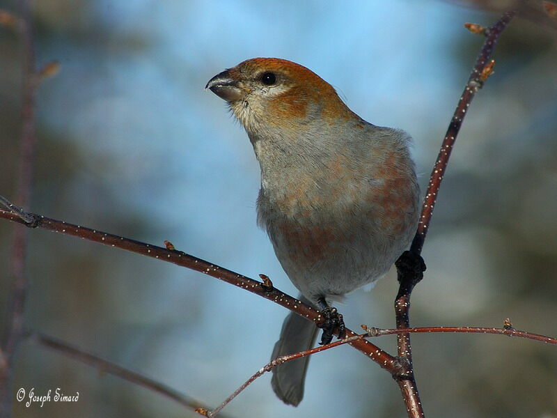 Pine Grosbeak