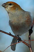 Pine Grosbeak