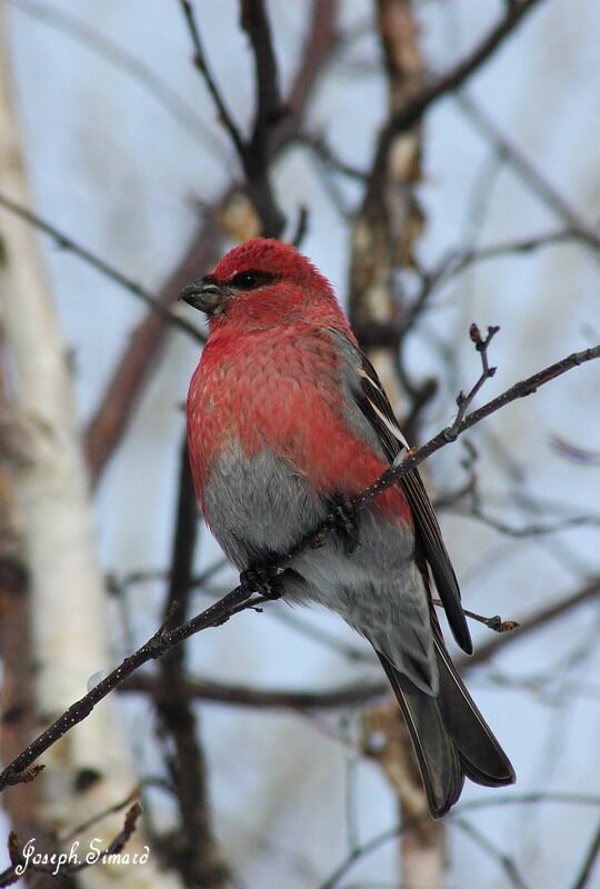 Pine Grosbeak