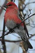 Pine Grosbeak