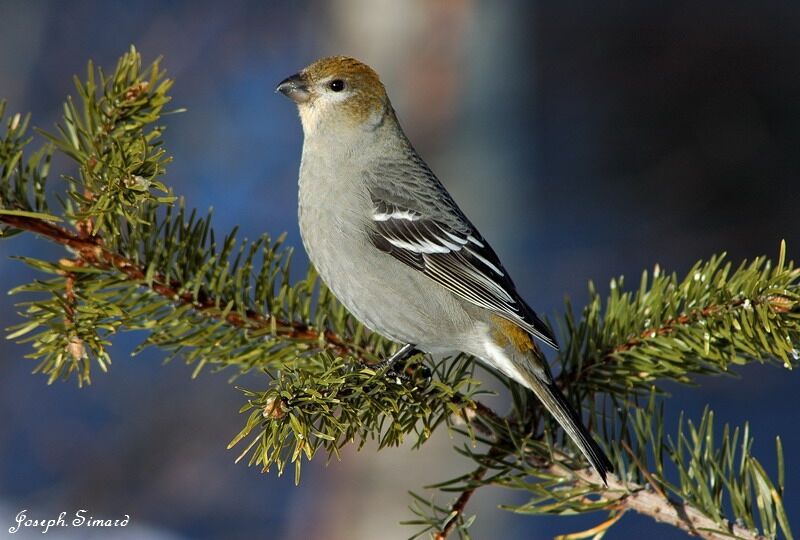 Pine Grosbeak