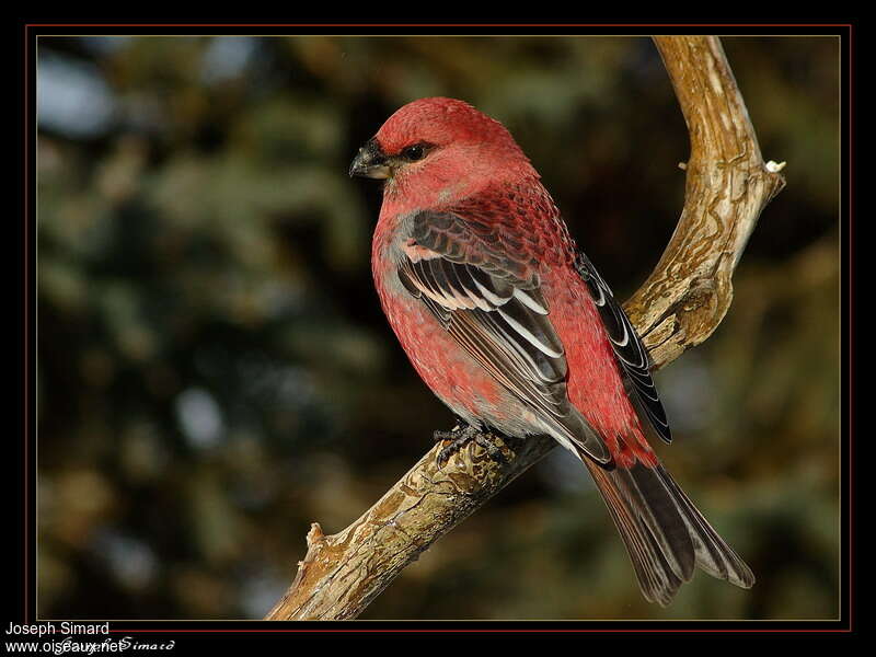 Pine Grosbeak male adult, identification