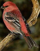 Pine Grosbeak