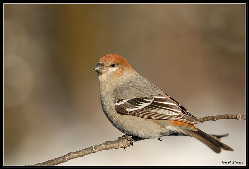 Pine Grosbeak