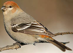 Pine Grosbeak