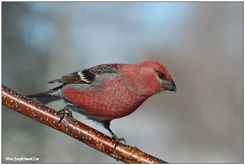 Pine Grosbeak