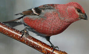 Pine Grosbeak