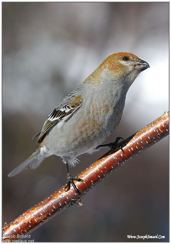 Pine Grosbeak female adult breeding, pigmentation