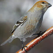 Pine Grosbeak