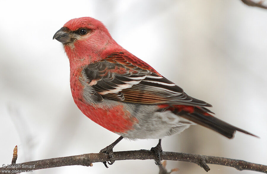 Pine Grosbeak male adult, identification