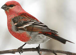 Pine Grosbeak