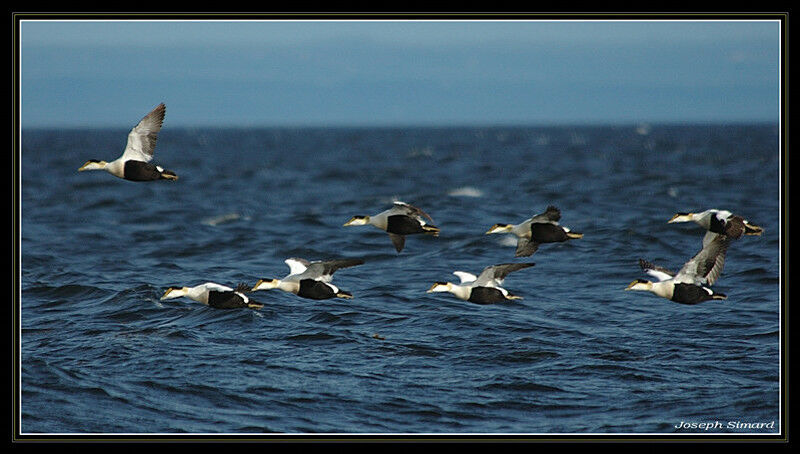 Eider à duvet mâle