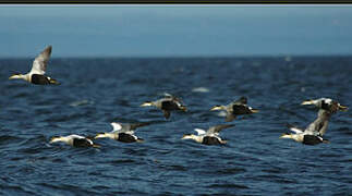 Common Eider