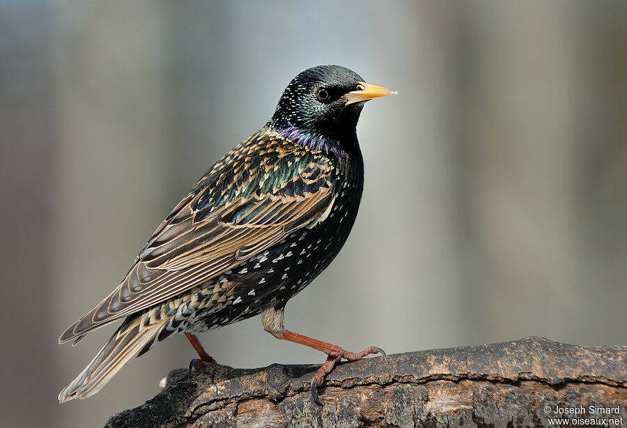 Common Starling