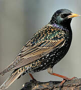 Common Starling