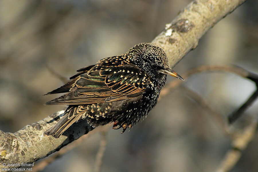 Common Starling