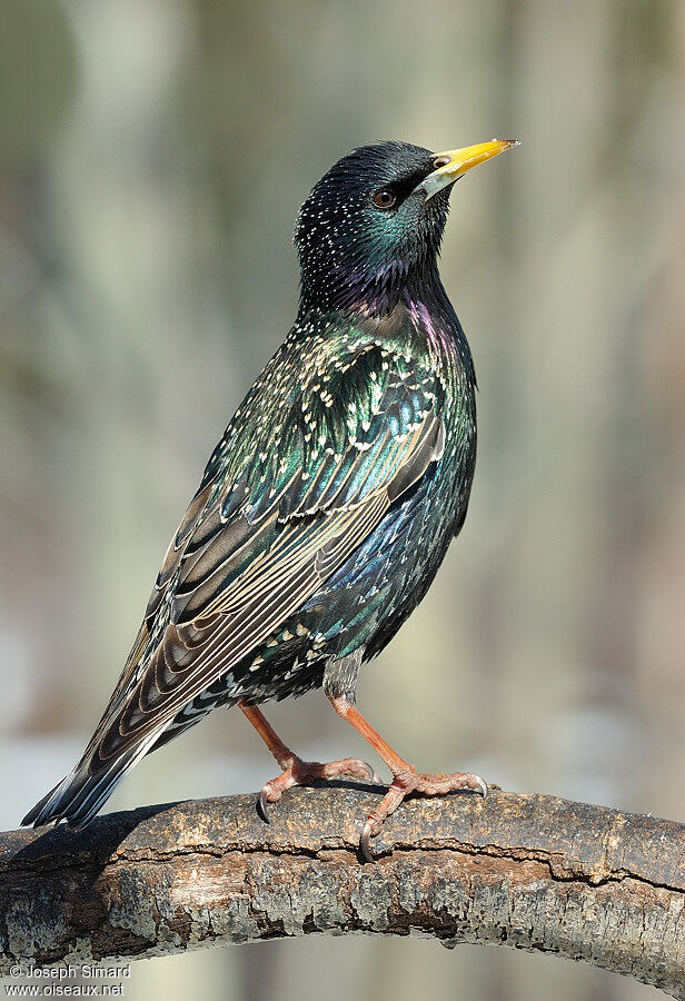 Common Starling